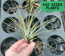 Load image into Gallery viewer, Air Plant - Tillandsia No6
