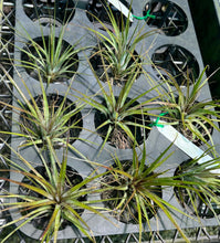 Load image into Gallery viewer, Air Plant - Tillandsia No6
