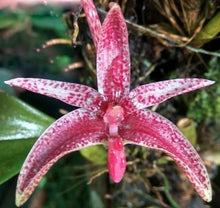 Load image into Gallery viewer, Flask - Bulbophyllum patens - Species
