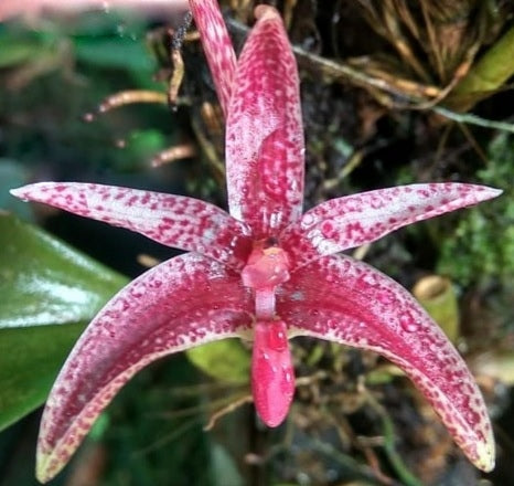 Flask - Bulbophyllum patens - Species