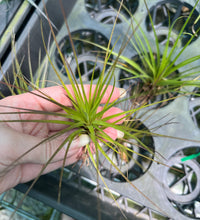 Load image into Gallery viewer, Air Plant - Tillandsia No17
