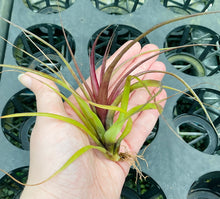 Load image into Gallery viewer, Air Plant - Tillandsia No5 variabilis
