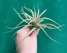 Load image into Gallery viewer, Air Plant - Tillandsia No55 xerographica ($30) *SPECIAL*
