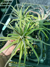 Load image into Gallery viewer, Air Plant - Tillandsia No41 streptophylla ‘giant’
