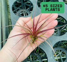 Load image into Gallery viewer, Air Plant - Tillandsia No5 variabilis
