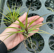 Load image into Gallery viewer, Air Plant - Tillandsia No6
