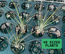 Load image into Gallery viewer, Air Plant - Tillandsia No1
