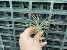 Load image into Gallery viewer, Air Plant - Tillandsia No9 nigra (stricta ‘dark’)
