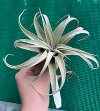 Load image into Gallery viewer, Air Plant - Tillandsia No55 xerographica ($50) *SPECIAL*
