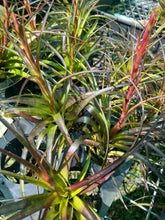 Load image into Gallery viewer, Air Plant - Tillandsia No5 variabilis
