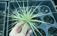 Load image into Gallery viewer, Air Plant - Tillandsia No19 espinosae
