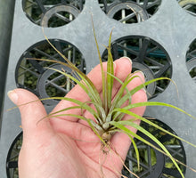 Load image into Gallery viewer, Air Plant - Tillandsia No6
