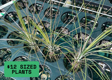 Load image into Gallery viewer, Air Plant - Tillandsia No1
