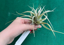 Load image into Gallery viewer, Air Plant - Tillandsia No55 xerographica ($30) *SPECIAL*
