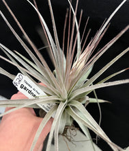 Load image into Gallery viewer, Air Plant Tillandsia - *IN SPIKE* - No16 gardneri
