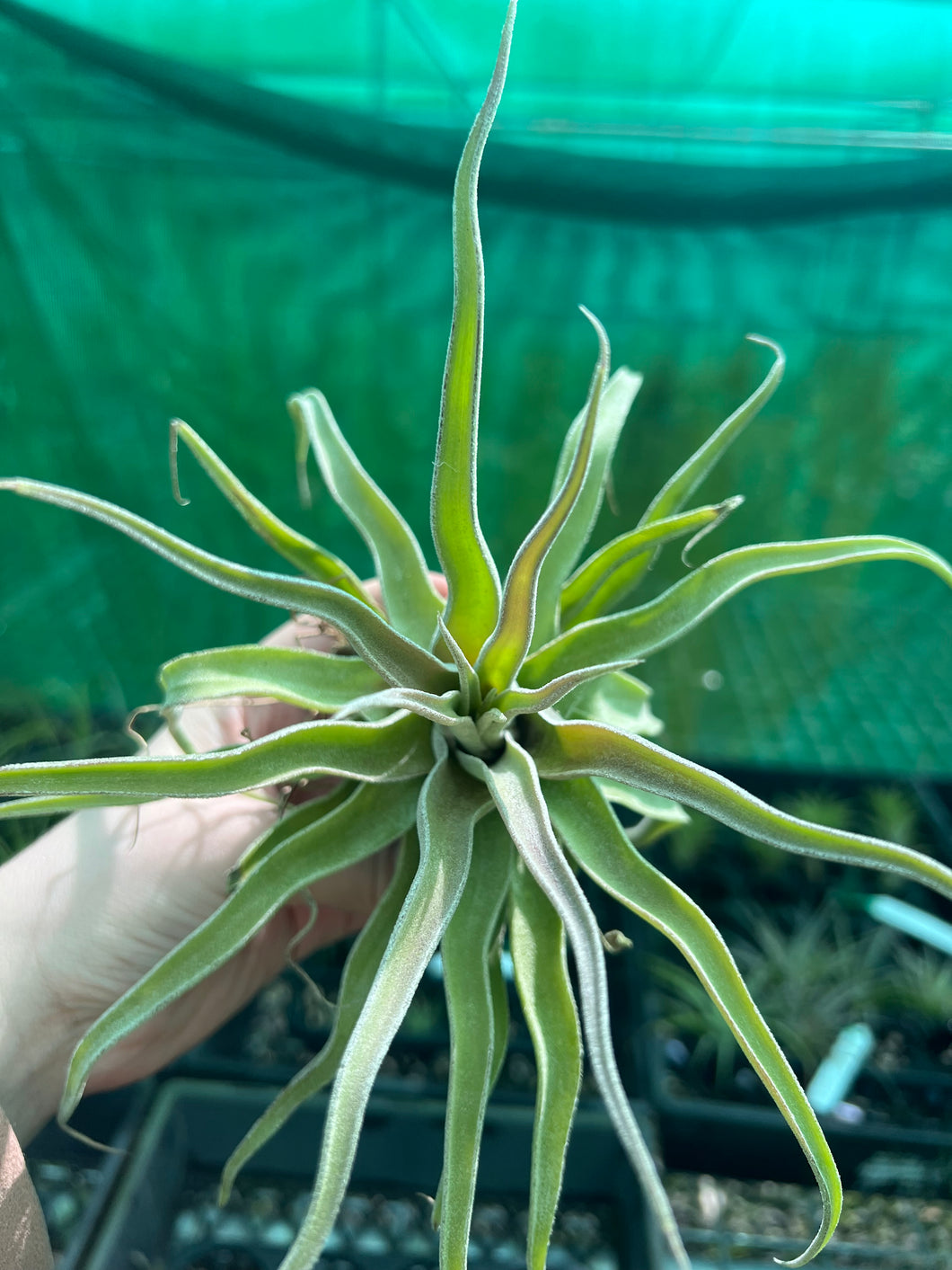 Air Plant - Tillandsia No41 streptophylla ‘giant’