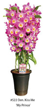 Load image into Gallery viewer, Flask - Dendrobium Nobile Kiss Me &#39;My Prince&#39;  Soft Cane Yamamoto Breeding
