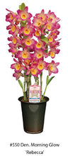 Load image into Gallery viewer, Flask - Dendrobium Nobile Morning Glow &#39;Rebecca&#39;  Soft Cane Yamamoto Breeding
