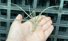 Load image into Gallery viewer, Air Plant - Tillandsia No2 pseudobaileyi
