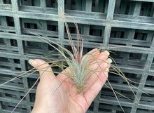 Load image into Gallery viewer, Air Plant - Tillandsia No9 nigra (stricta ‘dark’)
