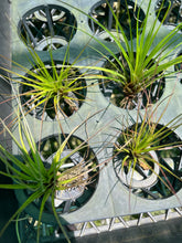 Load image into Gallery viewer, Air Plant - Tillandsia No17
