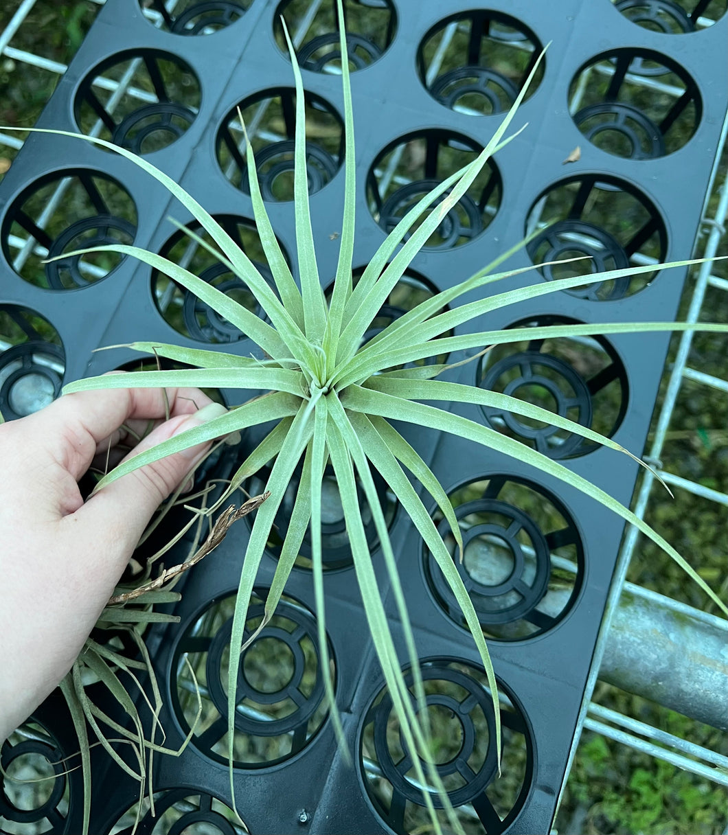 Air Plant - Tillandsia No19 espinosae