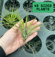 Load image into Gallery viewer, Air Plant - Tillandsia No6
