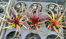 Load image into Gallery viewer, Air Plant - Tillandsia No5 variabilis
