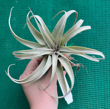 Load image into Gallery viewer, Air Plant - Tillandsia No55 xerographica ($50) *SPECIAL*
