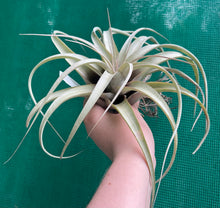 Load image into Gallery viewer, Air Plant - Tillandsia No55 xerographica ($80) *SPECIAL*
