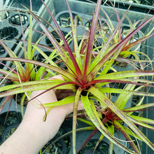 Load image into Gallery viewer, Air Plant - Tillandsia No5 variabilis
