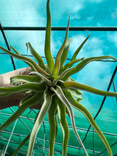 Load image into Gallery viewer, Air Plant - Tillandsia No41 streptophylla ‘giant’
