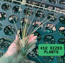 Load image into Gallery viewer, Air Plant - Tillandsia No1

