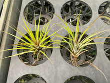 Load image into Gallery viewer, Air Plant - Tillandsia No6
