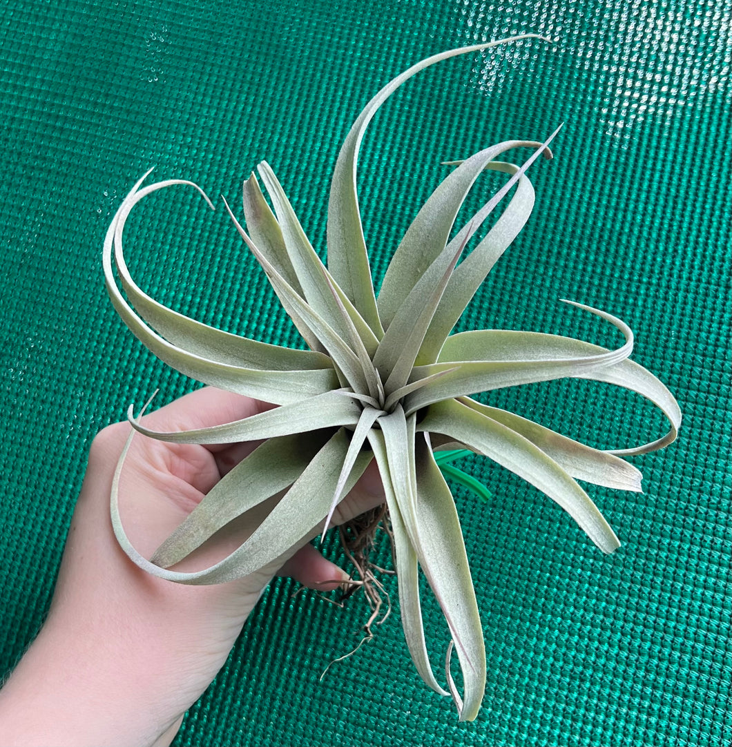 Air Plant - Tillandsia No55 xerographica ($50) *SPECIAL*