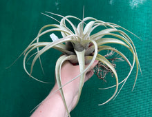 Load image into Gallery viewer, Air Plant - Tillandsia No55 xerographica ($80) *SPECIAL*
