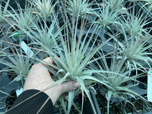 Load image into Gallery viewer, Air Plant - Tillandsia No16 gardneri
