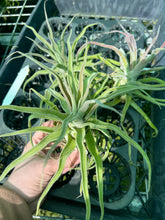 Load image into Gallery viewer, Air Plant - Tillandsia No41 streptophylla ‘giant’
