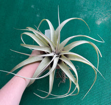 Load image into Gallery viewer, Air Plant - Tillandsia No55 xerographica ($80) *SPECIAL*
