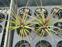 Load image into Gallery viewer, Air Plant - Tillandsia No6

