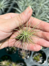 Load image into Gallery viewer, Air Plant - Tillandsia No33 funkiana
