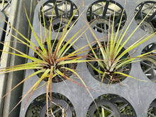 Load image into Gallery viewer, Air Plant - Tillandsia No6
