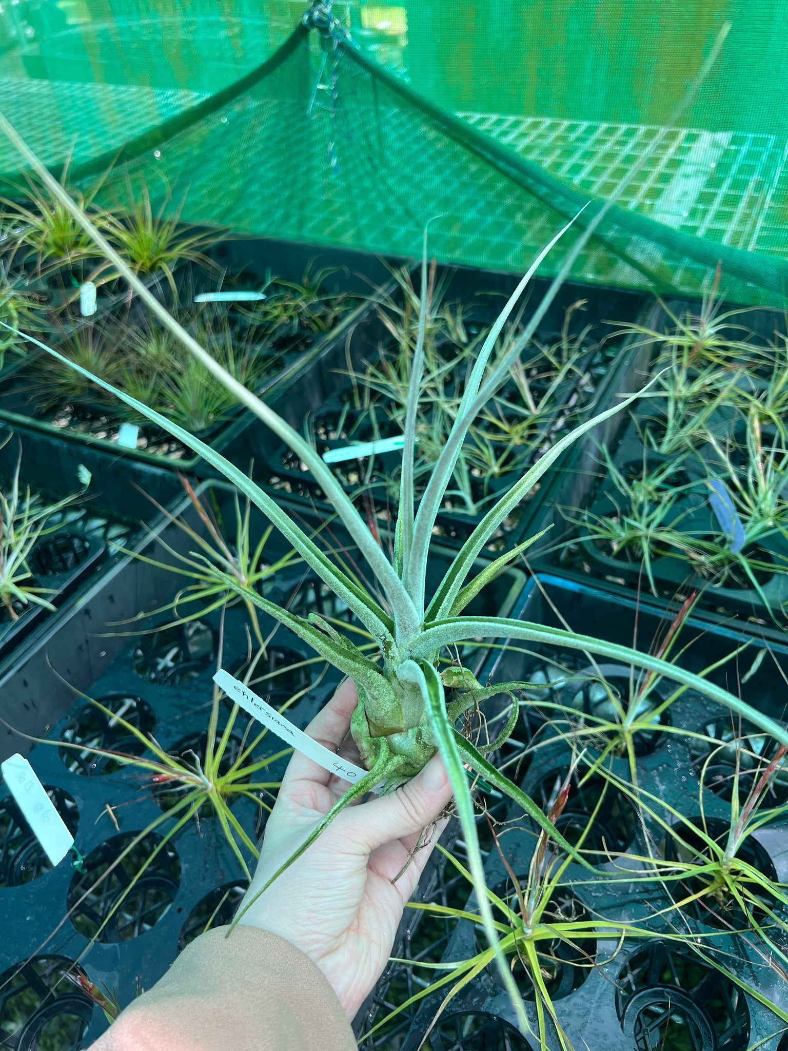 ehlersiana air plant Air Plant