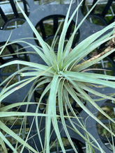 Load image into Gallery viewer, Air Plant - Tillandsia No19 espinosae
