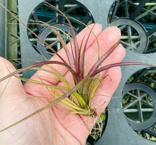 Load image into Gallery viewer, Air Plant - Tillandsia No5 variabilis
