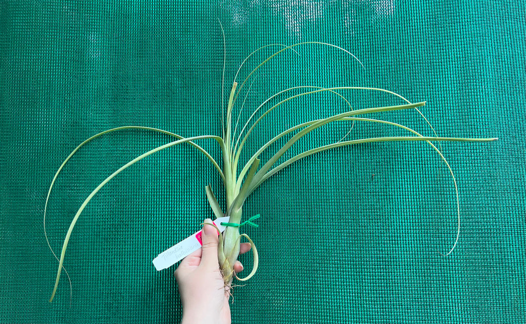 Air Plant - Tillandsia No54