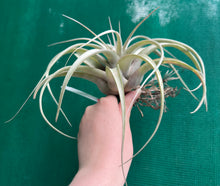 Load image into Gallery viewer, Air Plant - Tillandsia No55 xerographica ($80) *SPECIAL*
