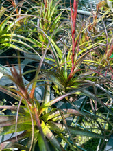 Load image into Gallery viewer, Air Plant - Tillandsia No5 variabilis
