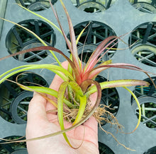 Load image into Gallery viewer, Air Plant - Tillandsia No5 variabilis
