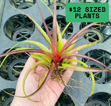 Load image into Gallery viewer, Air Plant - Tillandsia No5 variabilis
